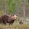 Brown bear (Ursus arctos) female and young cub in tiaga bog, Martinselkonen, Finland, June 2008.